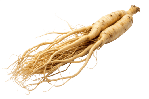 Chinese Ginseng